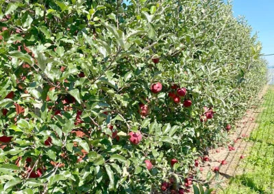 Unsere Apfelplantage – Klimatest bestanden